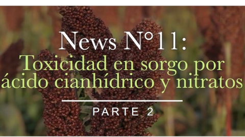 Toxicidad en sorgo por ácido cianhídrico y nitratos