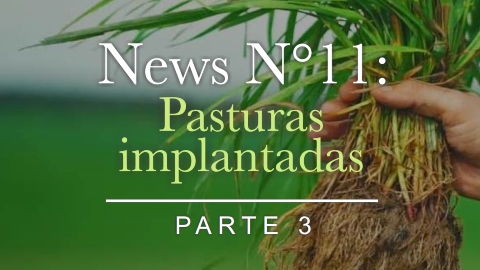 Pasturas implantadas 