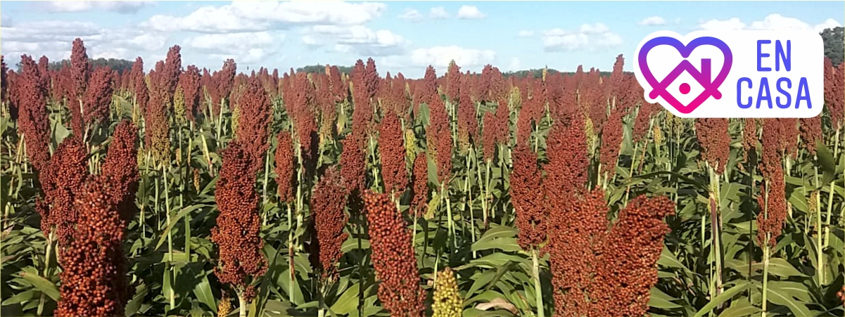 Aspectos clave para la elección del sorgo ideal para mi planteo